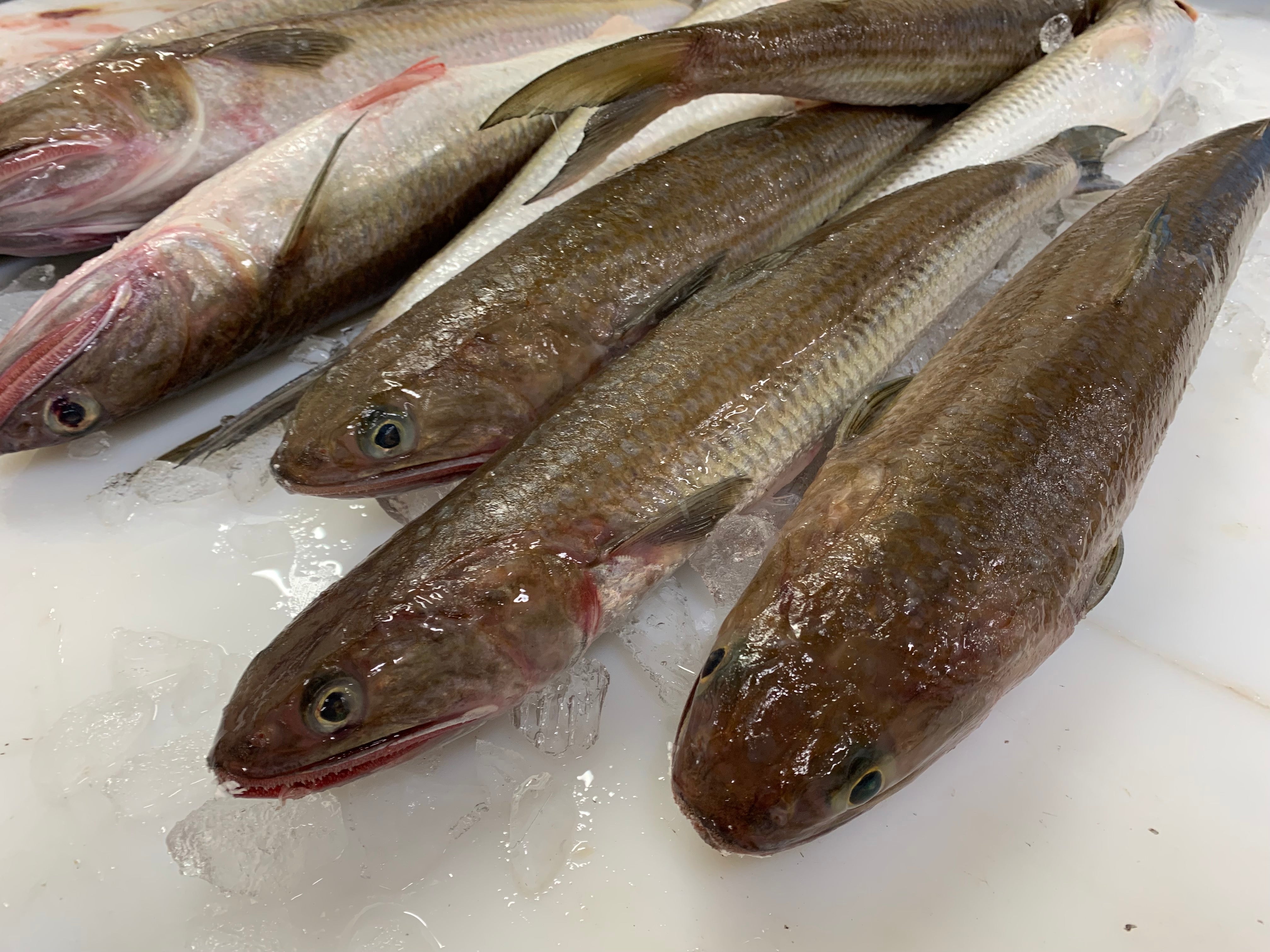 エソってどんな魚?すり身にぴったりな高たんぱく魚の魅力