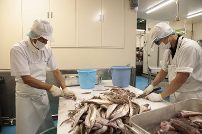 博多漁師のえそ生すり身（500g）｜鮮魚100％・無添加・国産手づくり【博水】