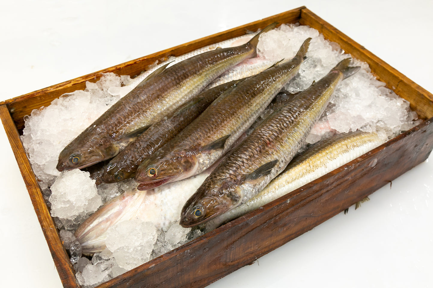 博多漁師のえそ生すり身（500g）｜鮮魚100％・無添加・国産手づくり【博水】